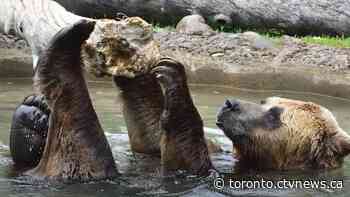 Toronto Zoo announces death of grizzly bear who will be 'missed dearly'