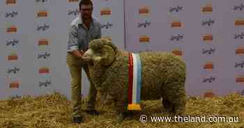 Bocoble, Conrayn, share superfine championships