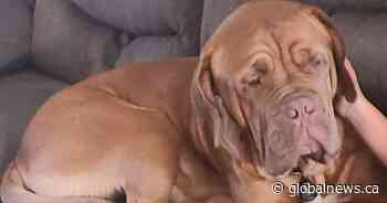 French Mastiff dies after ingesting large amount of poison, Ontario police plead for info