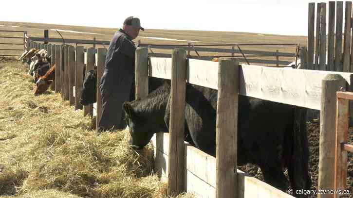Alberta cattle industry hopes to cash in after Japan lifts last restrictions on Canadian beef