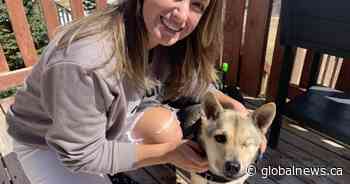 Vietnamese rescue dog finds fur-ever home in Fredericton