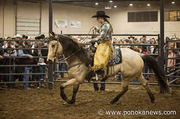 10th annual Top Gun Horse Sales event in Ponoka sees record number of bidders