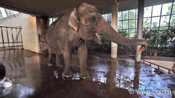This fussy elephant peels her bananas, but only when they're perfectly ripe