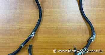 Corellas damage is racking up the cost