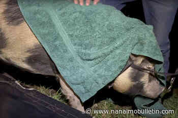 VIDEO: This little piggy didn’t stay home