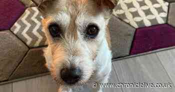 Northumberland woman distraught after beloved dog mauled to death by four Staffordshire bull terriers