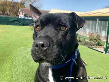 RSPCA issue update on dog found tied outside Wirral gates