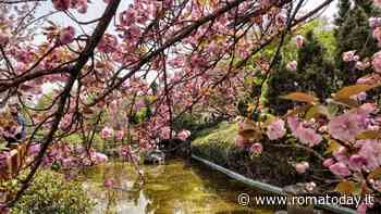 "Hanami a Roma": la mappa dei luoghi dove ammirare la fioritura dei ciliegi giapponesi