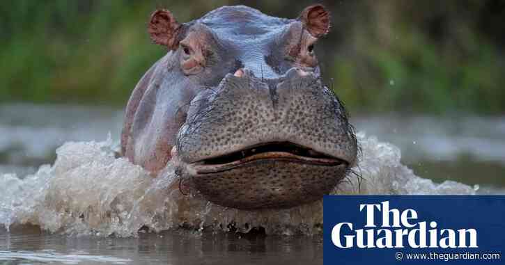 Calls for action on Colombia’s hippo scourge after animal dies in road crash