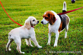 Construction of Ponoka’s new off-leash dog park to begin soon