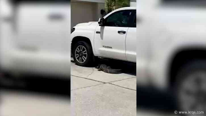 VIDEO: 7-foot gator finds new home under Florida man's truck