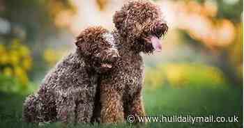 Should you get a Lagotto Romagnolo after Crufts win?