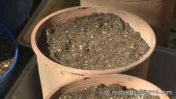 It's time to plant lilies