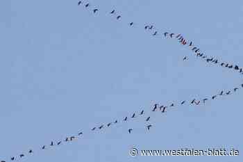 Ornithologe aus Warburg folgt dem Ruf der Kraniche