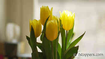 A Look at One of the Strangest Lenses Out There