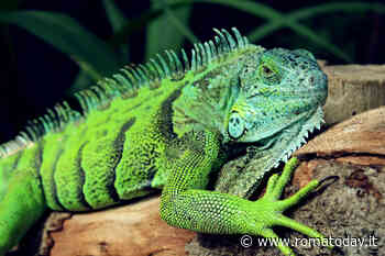 Iguana come animale domestico: tutto quello che bisogna sapere