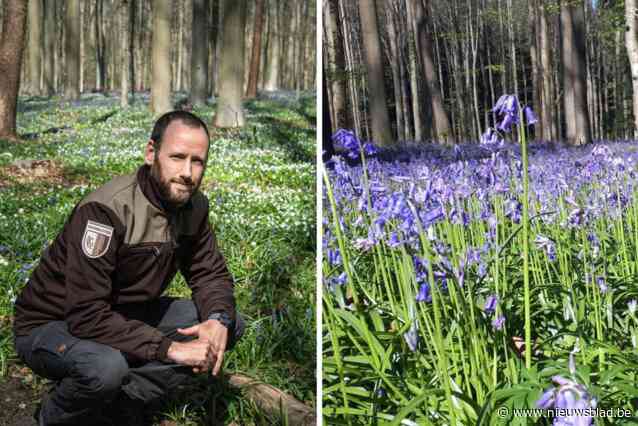 Vijf tips voor geslaagd bezoek aan paars sprookjestapijt in Hallerbos, dat straks opnieuw volkstoeloop verwacht