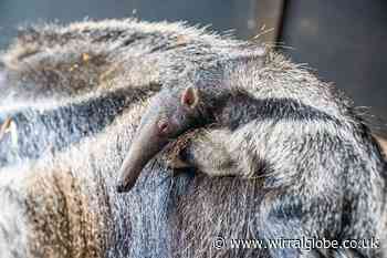 Rare giant anteater baby born at Chester Zoo