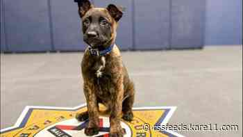 Mall of America unveils name of new K9 pup