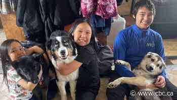 Pet arrives home, dog-tired, after Alaskan sea-ice odyssey
