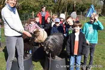 Zu Gast bei Europas kleinsten Schafen