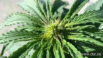 Quebec ban on homegrown cannabis plants is constitutional, Supreme Court rules unanimously