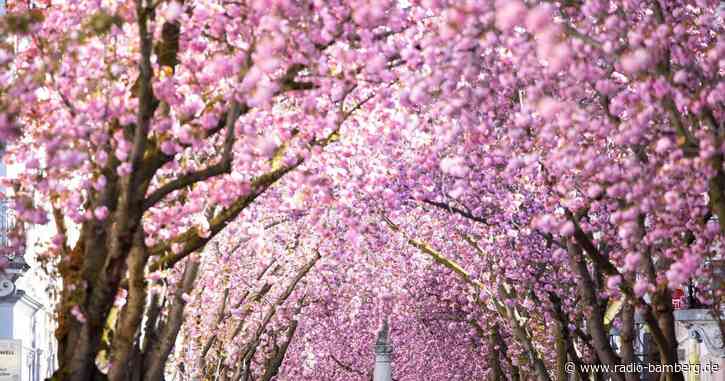 Dach aus rosa Blüten – Bonner Kirschblüte hat begonnen