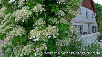 Ihre Kletterhortensie ist blühfaul? Das könnte mehrere Ursachen haben