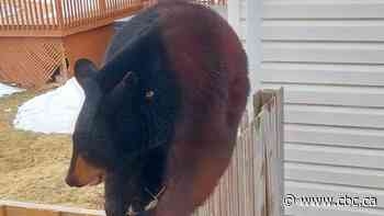 TikTok video of black bear and her cubs in Sault Ste. Marie, Ont., gets 10 million views