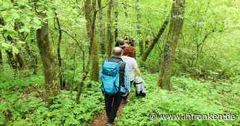 Vierzehnheiligen: Führung vermittelt Wissen über oberfränkischen Naturwald - "etwas ganz Besonderes"