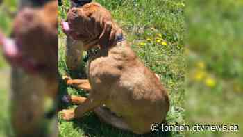 Dog dies after ingesting poison: Police investigating animal cruelty case