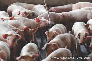 Olymel to close pork plant in Vallée-Jonction, Que., lay off nearly 1,000 workers