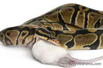 1 person dead in series of salmonella illnesses linked to snakes, rodents