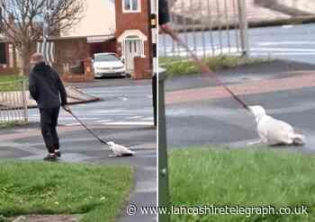 VIDEO: Seagull dies after man dragged it around Blackpool on a lead