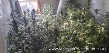 Cannabis farm uncovered in Nelson home