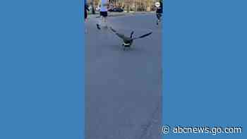 WATCH:  Goose crashes Kansas City half-marathon