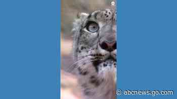 WATCH:  New Zealand zoo welcomes pair of endangered snow leopards