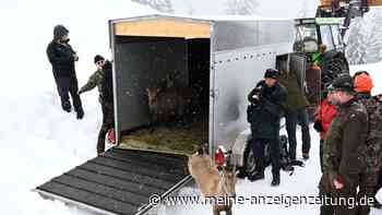 Schweizer Steinböcke in Bayern angekommen
