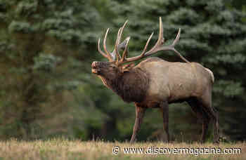 Watch Video: What's the Purpose Behind Animal Weapons?