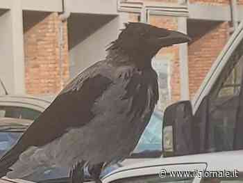 Casal Bernocchi: cornacchie aggressive attaccano gli abitanti del quartiere