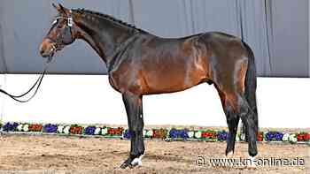 Pferdezucht: Hengste der Station Maas J. Hell Sonnabend auf dem Laufsteg