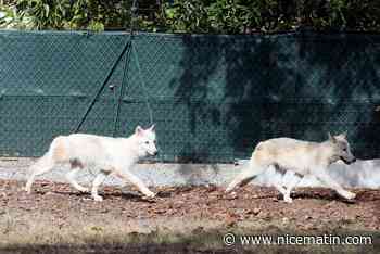 Les deux loups blancs adoptés bébés définitivement confisqués à leurs maîtres