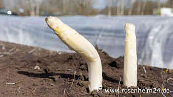 Deutscher Spargel vor dem Aus? „Ganze Branche ist nervös“