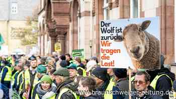 Vorfahrt Wolf? Das geht nicht lange gut