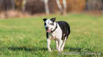 Borrow a buddy at the Saskatoon SPCA