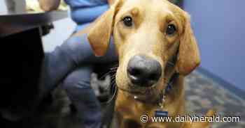 'You can't help but love him': Laid back comfort dog newest member of Libertyville Police Department