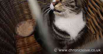 'Microchip your pets' warning as wandering tabby reunited with family after 6.5 mile journey under minibus bonnet