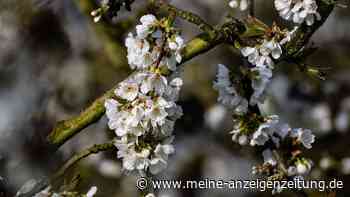 100.000 Bäume: Kirschblüte im Witzenhäuser Land hat begonnen