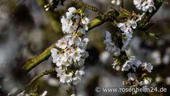 100.000 Bäume: Kirschblüte im Witzenhäuser Land hat begonnen