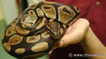 Salmonella outbreak linked to snakes and feeder rodents in 8 provinces: PHAC